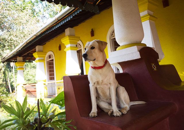 pet friendly hotel in mandarmani